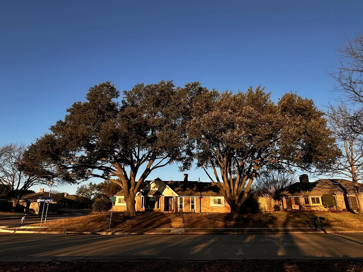 Established residential canopy tree shading a home in Monroe